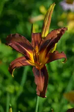 9brownwith.webp