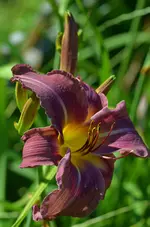 9dreamlover.webp