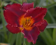 9forgottendreams.webp
