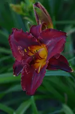 9higlandlord.webp