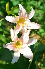 9luxurylace.webp