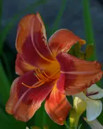 9outreagus.webp