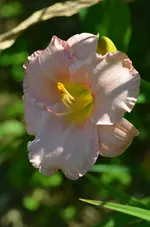 9rosalinde.webp