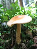 001_576x768.webp