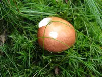 003_1024x768.webp