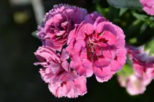 DSC_2242.webp