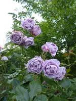 P1190320.webp
