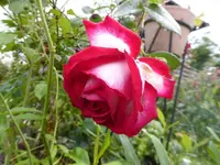 P1170275.webp