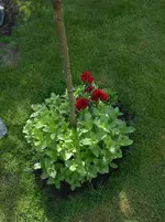 DSCN4233.webp