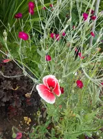 DSCN4238.webp