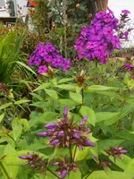 DSCN4259.webp