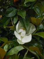 DSCN4261.jpg