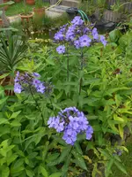 DSCN4262.webp