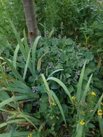 DSCN4265.webp