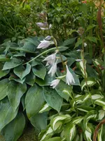 DSCN4266.webp