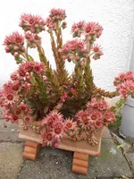 DSCN4274.webp