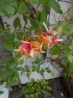 DSCN4276.webp