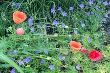 DSCF6672 (2).webp