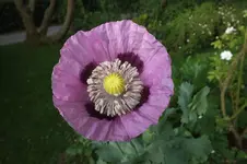 DSCF6684.webp