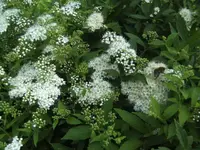 BILD5248.webp