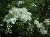BILD5249.webp