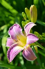 10bluenil.webp