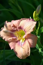 10carolineheritage.webp