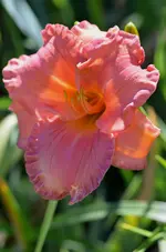 10smokymountainoutum.webp