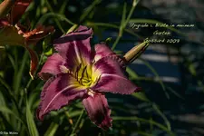 IMG_2665-2.webp