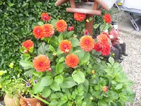 100_2026.webp