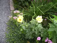 100_2029.webp