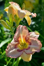 10onlybeleve.webp