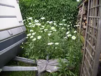 100_2031.webp