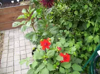 100_2033.webp