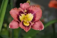 Catcher in the Eye.webp