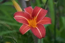 Neyron Rose.webp