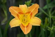 Peachy Hager.webp