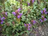 100_2020.webp