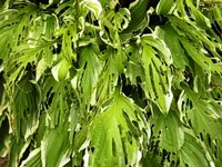 Hosta_Blätter.webp