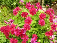 Dahlie.webp