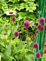 Echinacea_Alinium.webp