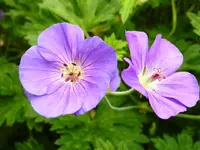 Geranium_Rozaene.jpg