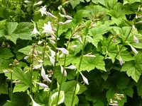 Hosta_Blüten.webp