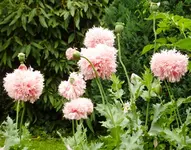 Püschelmohn.webp