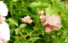 Rose_Bonica82.jpg