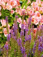 Alstromeria_Ziersalbei.webp