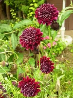 Skabiose_dkl_rot.webp