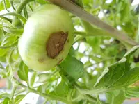 tomate2.webp