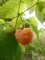 P1200017.webp