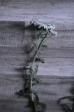 _MG_1869.webp